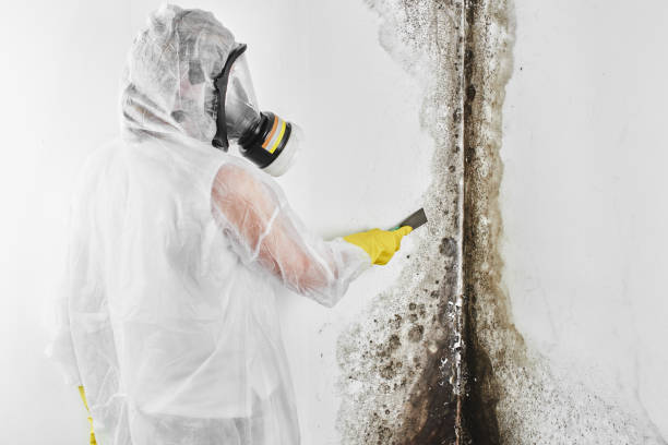 Best Fast Mold Removal  in Harrisville, WV