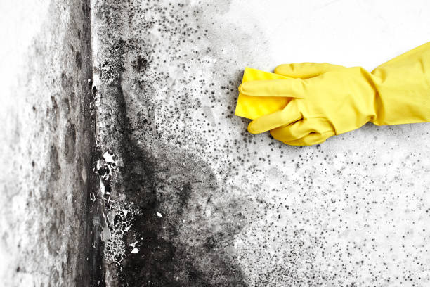 Best Local Mold Removal Service  in Harrisville, WV