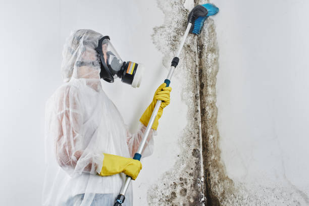 Best Water Damage Restoration  in Harrisville, WV