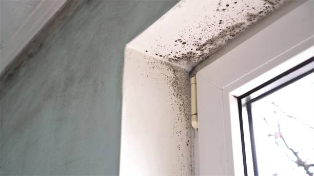 Best Local Mold Removal Service  in Harrisville, WV