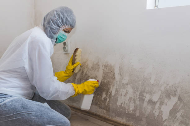 Best Same-Day Mold Removal  in Harrisville, WV