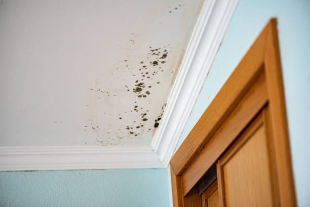 Best Best Mold Removal Companies  in Harrisville, WV