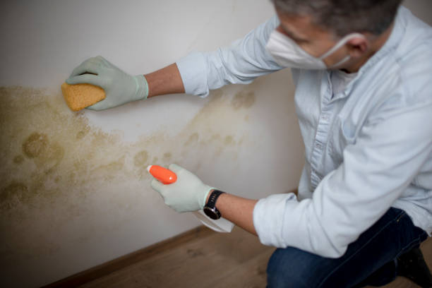 Attic Mold Removal in Harrisville, WV