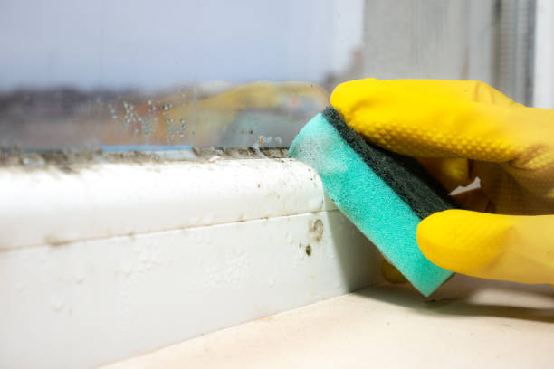 Best Office Mold Removal Services  in Harrisville, WV