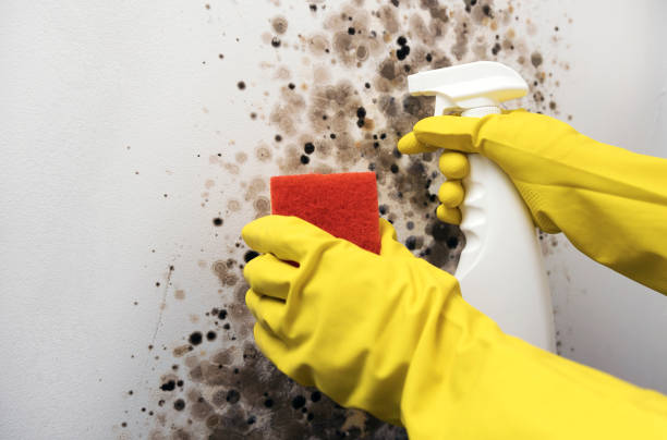 Best Mold Remediation Services  in Harrisville, WV