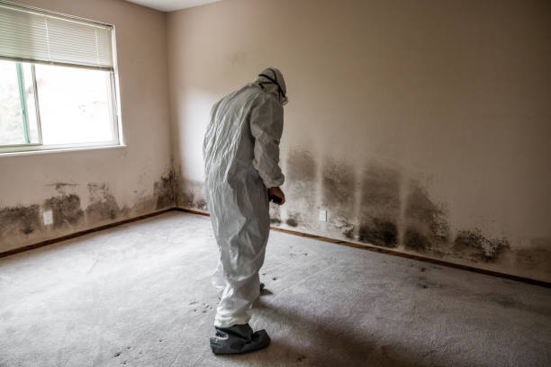 Best Mold Removal Process  in Harrisville, WV