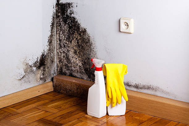 Best Affordable Mold Removal  in Harrisville, WV