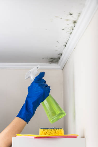 Best Certified Mold Removal  in Harrisville, WV